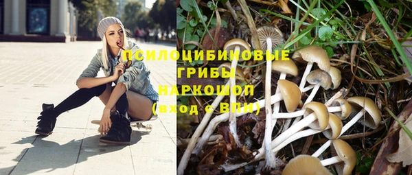 гашик Алексин